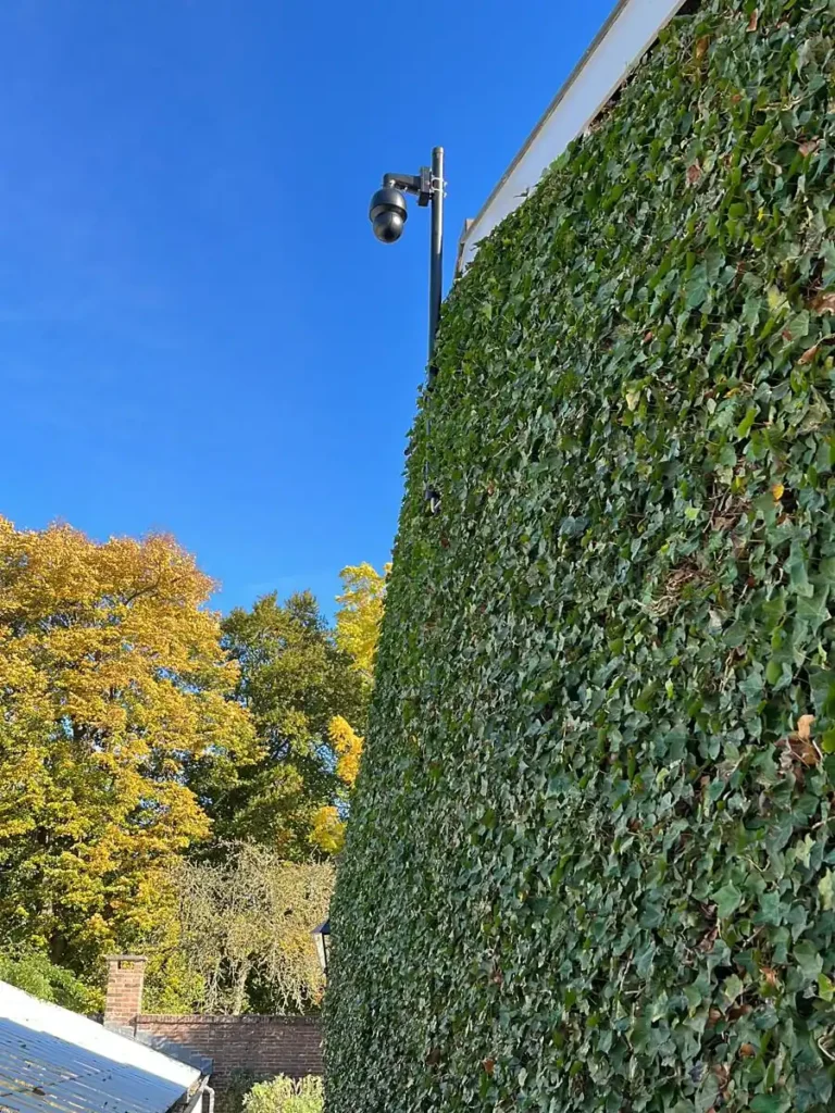 Camerapaal die net boven een dichte groene klimopwand uitkomt